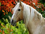 Palomino