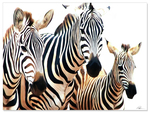 Zebra Family