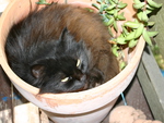 Mrs B the flower pot kitty