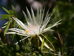 white cacti flower