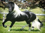 Pinto/Friesian Crossbreed