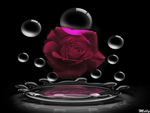 Love...as beautiful as a simple Rose for All of DN