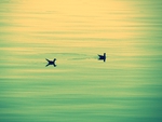 Birds on Danube