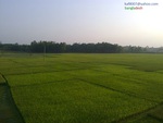 NATUREL BEUTY OF BANGLADESH