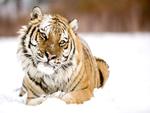 Siberian Tiger in Snow