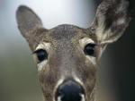 Close Up Deer