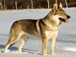 Wolf in Snow