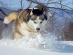 Siberian Husky Running in Snow