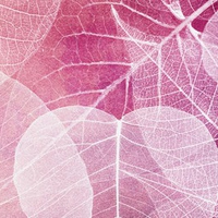 Purple Transparent Leaves