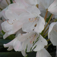 White Flowers