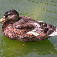 Duck