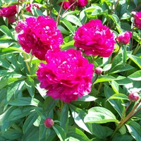 peony