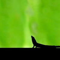 Lizard Basking in the Sun Behind a Palm Frond