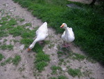 White Ducks