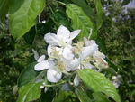 Apple blossoms