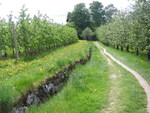 Apple Meadow
