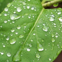 Raindrops on a Forest Leaf