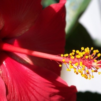 Red Hibiscus Flower