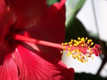 Red Hibiscus Flower