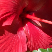 Red Flower