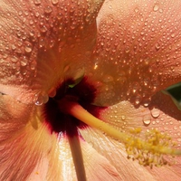 Wet Hibiscus Flower