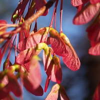 Red Maple Seeds
