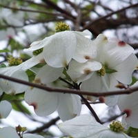 White Dogwood Flowers