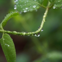 Wet Forest Vines