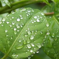 Wet Green Leaf