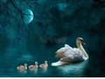 SWANS  IN THE MOONLIGHT