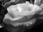 Rose black and white Photography