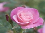 Beautiful pink rose
