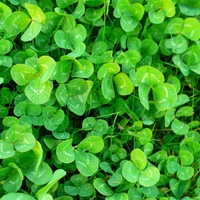 Shamrock