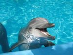Sea World Dolphin