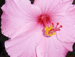 pink hibiscus