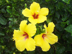 yellow hibiscus
