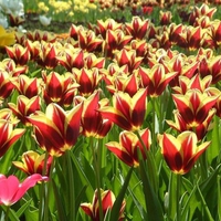 Beautiful Tulips