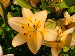 yellow lily