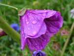 violet flower with raindrops