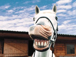funny-horse