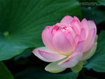 BEAUTIFUL,LOTUS,BLOSSOM