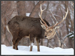 Deer in the Snow