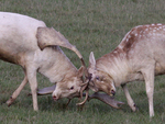 Fallow Deer Fighting