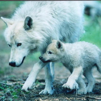 Artic Wolf and Pup