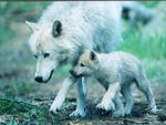 Artic Wolf and Pup