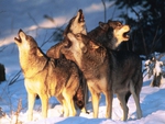 Howling Wolfs