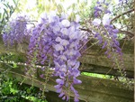 blooms over the fence