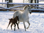 Tree day old foal