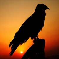 Falcon Bird In Sunset