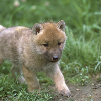 Baby Wolf Walking